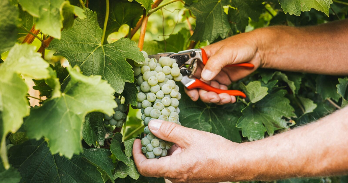 Zber hrozna vo vinohrade.