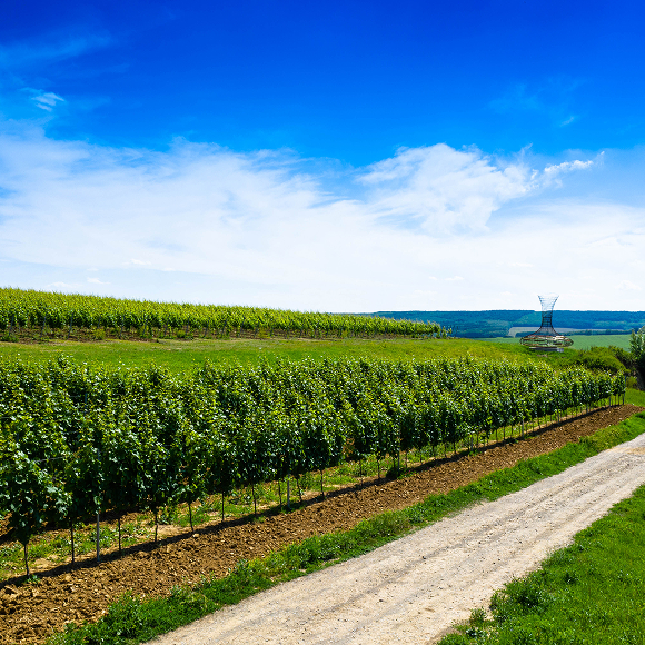 Vinice pod modrou oblohou